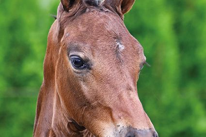 Caesar Blue Z Caesar Blue Z