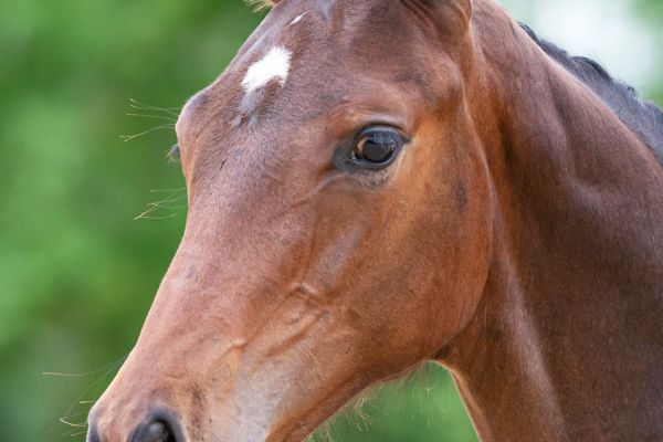 Pardaillan de Ceran Z Pardaillan de Ceran Z