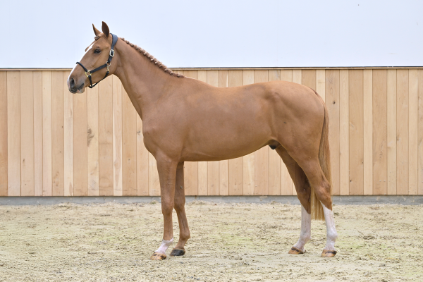 Rhythmo Kattenheye Donkhoeve Z Rhythmo Kattenheye Donkhoeve Z