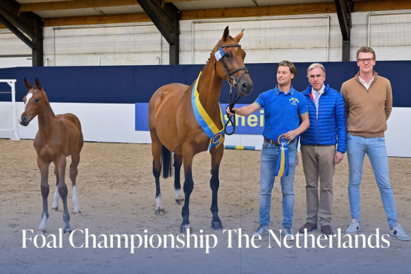 foal netherlands