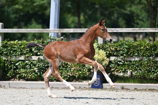 Milkshake vh Oosterhof Z