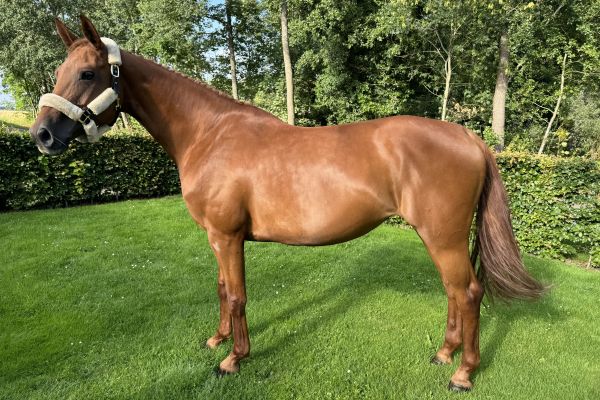 Chestnut des Natices Z