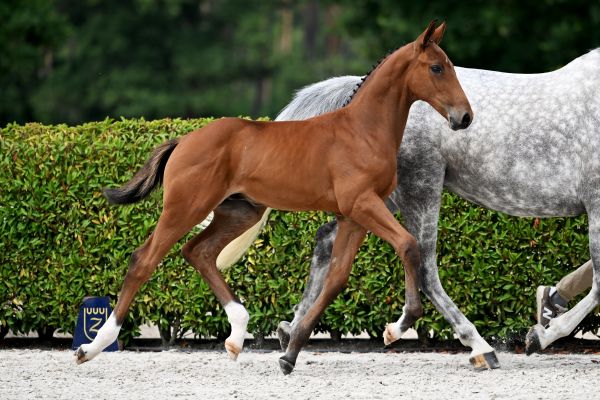 Bond Junior Z