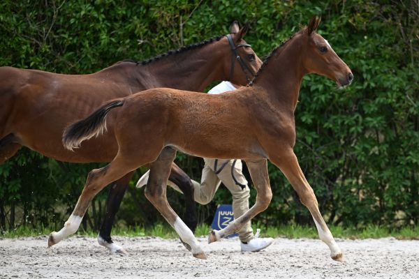 Ambor van de To-Jo-Pe Hoeve Z