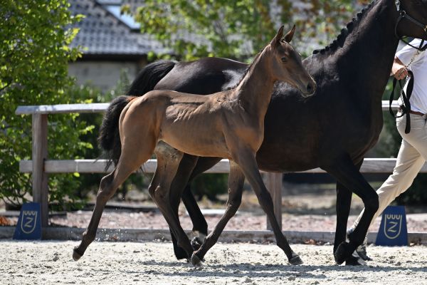 Jara VD Holsteinerhoeve Z Jara VD Holsteinerhoeve Z