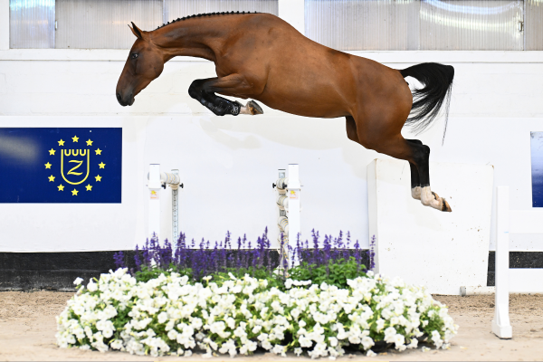 Charetta Z Charetta Z