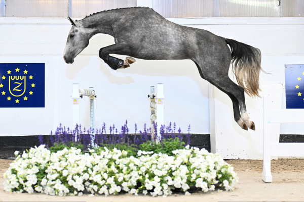 Chardonnay 2000 Z Chardonnay 2000 Z