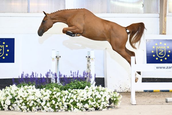 Cinderella Fee Z Cinderella Fee Z