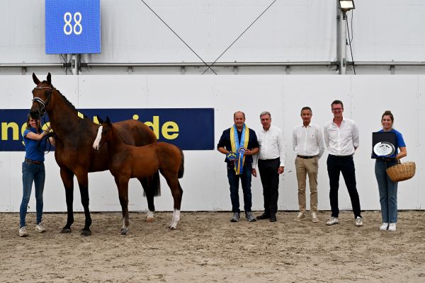 Alicia Keys Z - Zangersheide Champion Filly