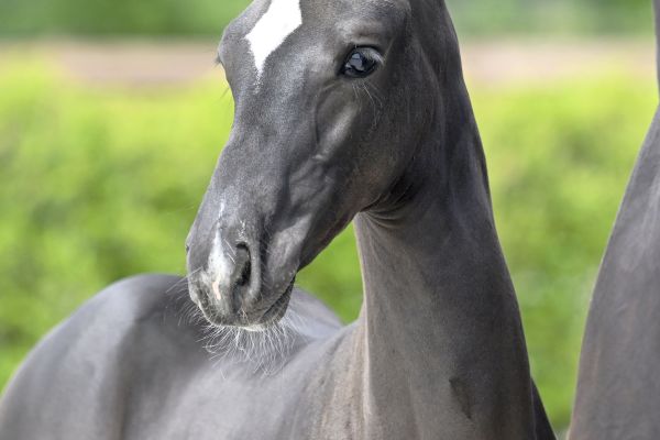 Chique A Z Chique A Z