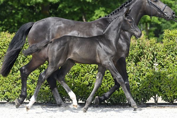 Prosecco SK Z 2 Prosecco SK Z 2