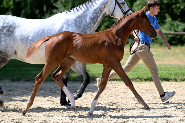 DSC_9039 odette 2 DSC_9039 odette 2