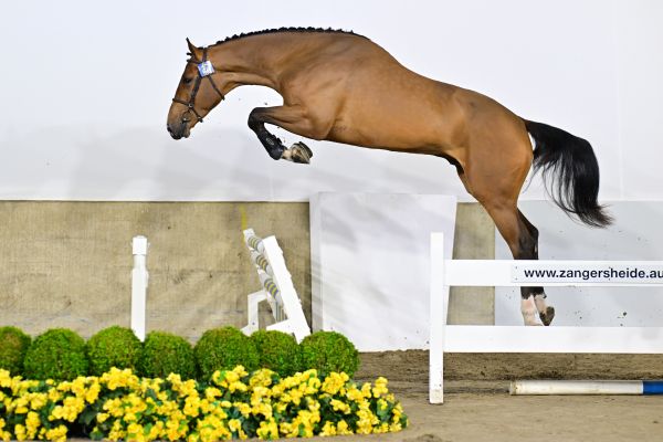 Chill Out Zoetendaele Z