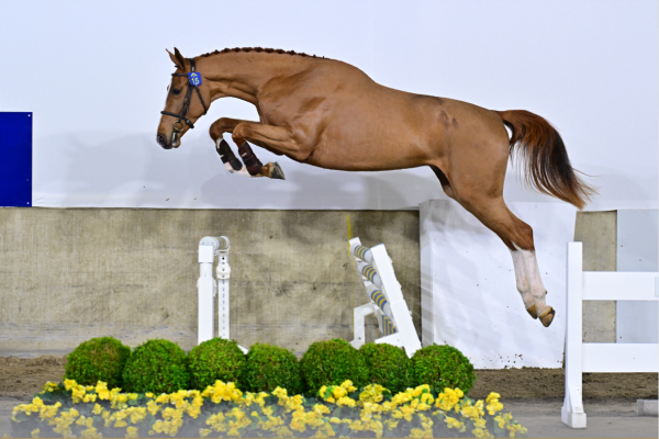 Cayenne van 't Kiezelhof Z