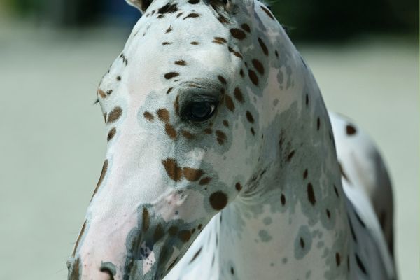 Jackspot Sitte Z