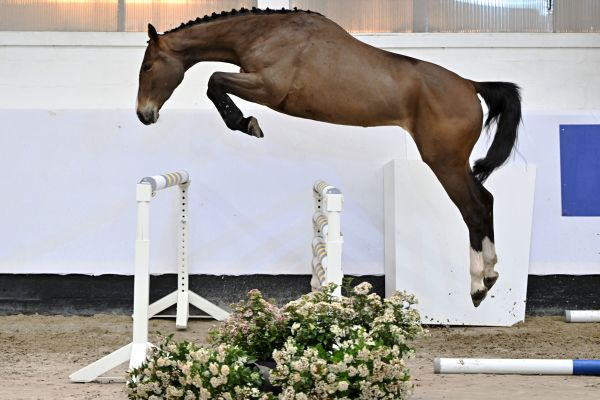 CAREUZA L Z 1 CAREUZA L Z 1