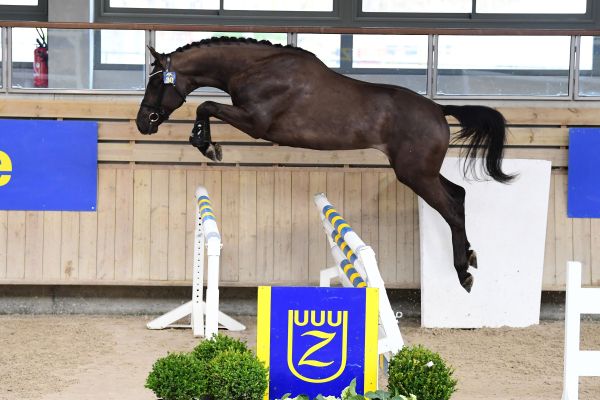 Pavantos Weering Pavantos Weering