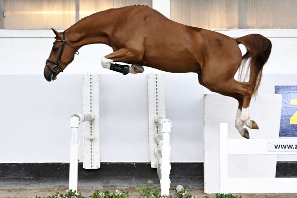 DECADANCE AC Z DECADANCE AC Z