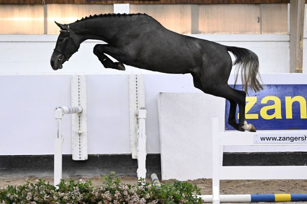 PRADA GPH 1 PRADA GPH 1