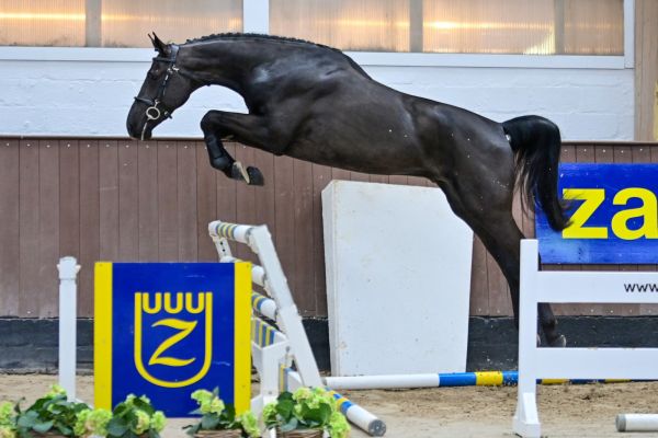 dwisty-boy-du-reveil-z-77 dwisty-boy-du-reveil-z-77