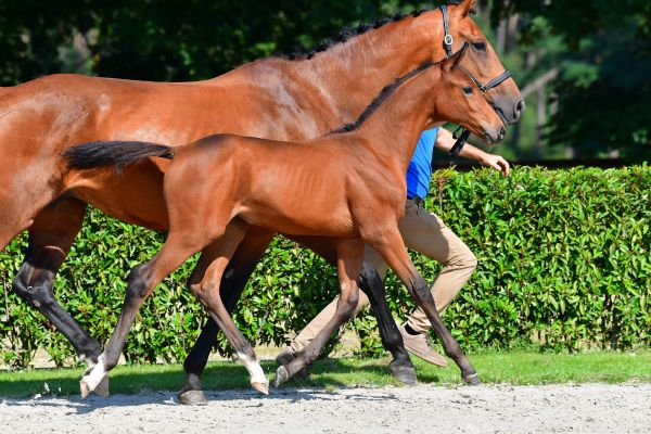 chester-vh-gebergte-z chester-vh-gebergte-z