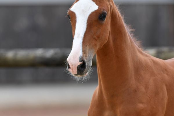 kiss-and-fly-dk-z-43 kiss-and-fly-dk-z-43