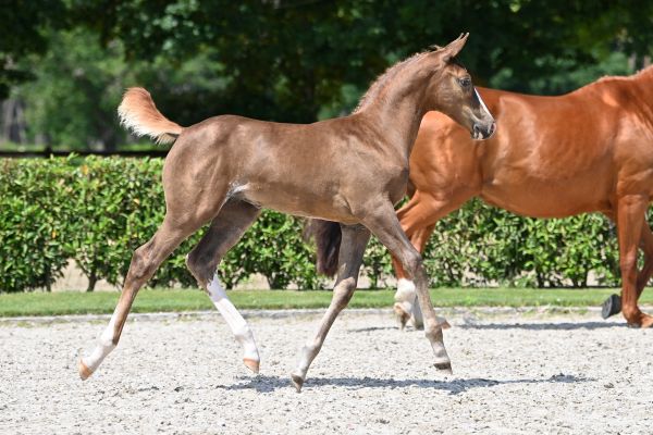 tiamo-van-inscha-z tiamo-van-inscha-z