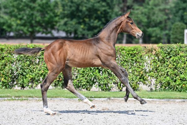 django-jeba-z django-jeba-z