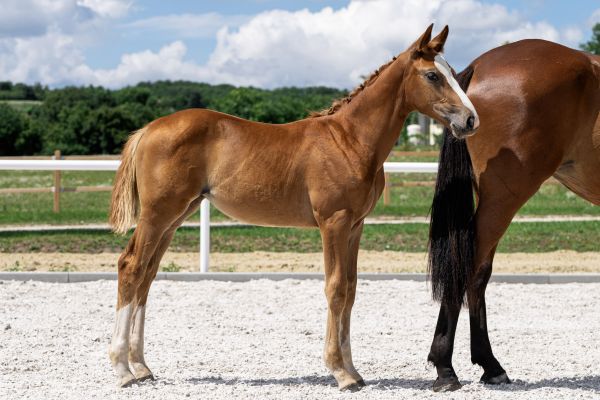 trinidad-sa-z trinidad-sa-z