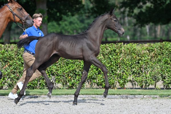 cosmo-van-de-broekkant-z cosmo-van-de-broekkant-z