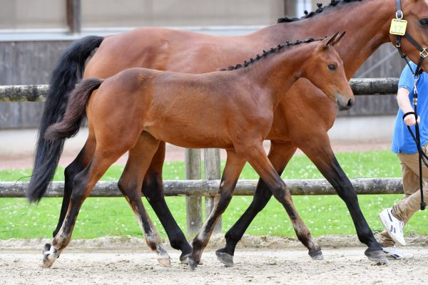 17-catilina-de-prevel-z6d76744-large