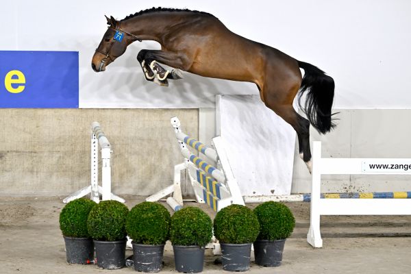 DIEGO VAN DE ZESHOEK Z