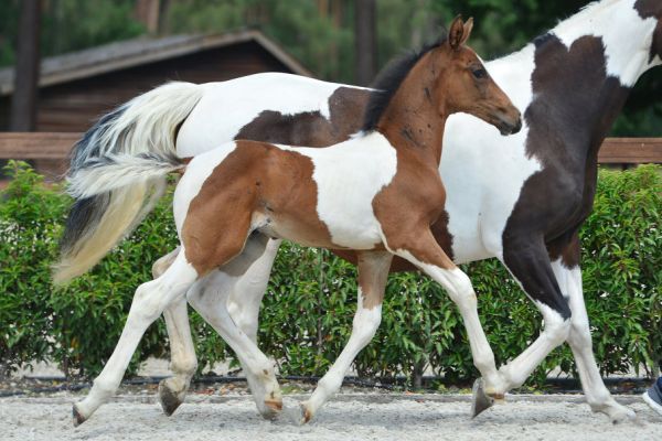 20200726-ga79646-1 20200726-ga79646-1