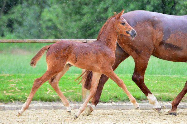 codexs-miss-z-50 codexs-miss-z-50