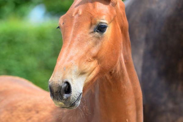 eliott-vd-hunters-z-86 eliott-vd-hunters-z-86