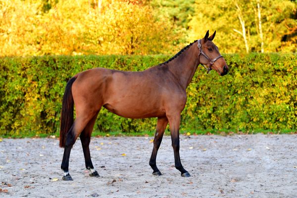 ciska-20191107-ga63405-94
