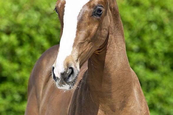 Apollo 2000 Z Apollo 2000 Z