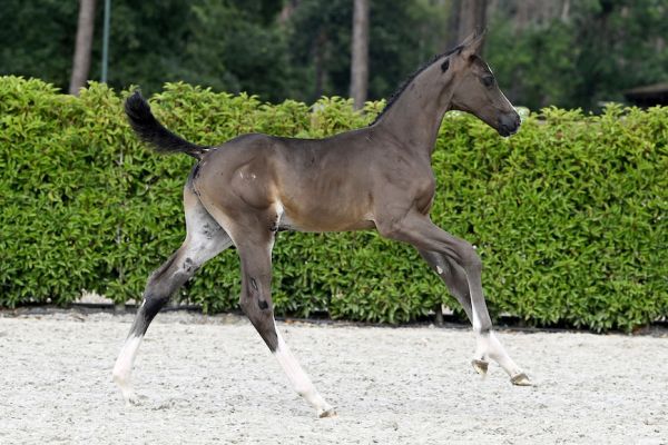 Codrus 2000 Z 1 Codrus 2000 Z 1