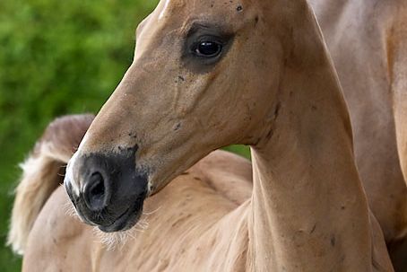 Dionysius 2000 Z Dionysius 2000 Z