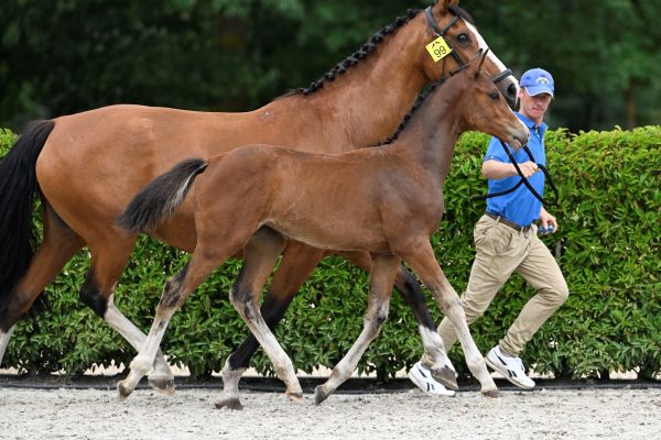 Double Diamond Z  Double Diamond Z