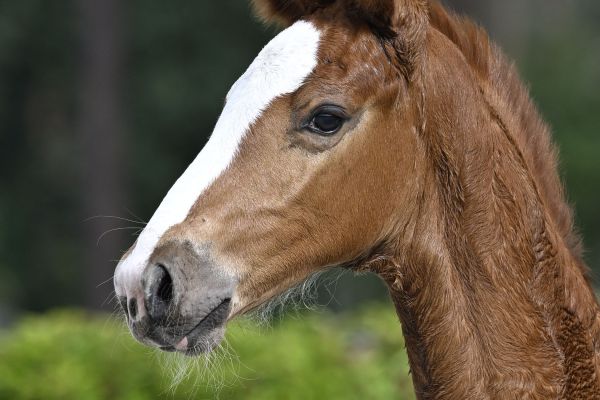 Cacharel VH Ruytinxbos V Spalbeek Z 2 Cacharel VH Ruytinxbos V Spalbeek Z 2