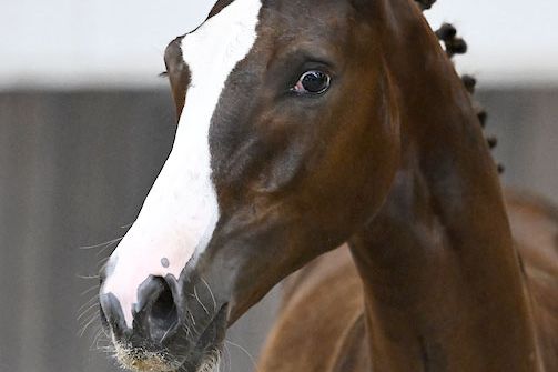 Claus B Z 2 Claus B Z 2