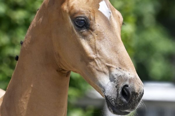 Thalimo TS Z 2 Thalimo TS Z 2