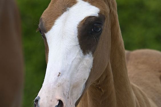 Upicco V.V. Z 2 Upicco V.V. Z 2