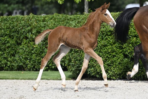 CACHAREL VH RUYTINXBOS V SPALBEEK Z CACHAREL VH RUYTINXBOS V SPALBEEK Z