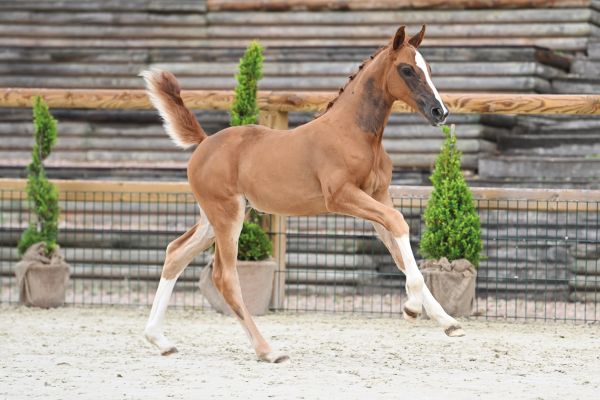 5 Cara Electra DK Z 5 Cara Electra DK Z