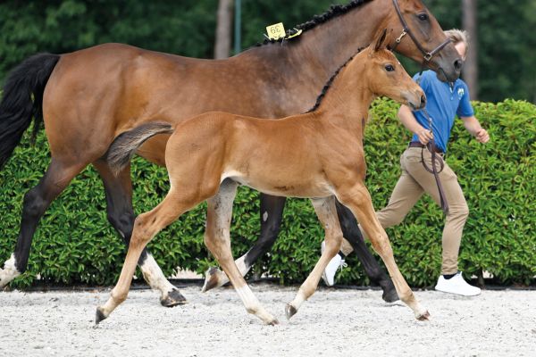 42 Chouette Fee Sauveniere Z 42 Chouette Fee Sauveniere Z
