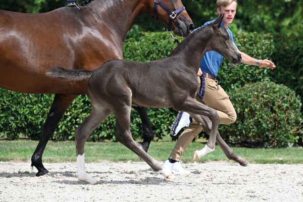 7 Clever De Jolie Z 7 Clever De Jolie Z