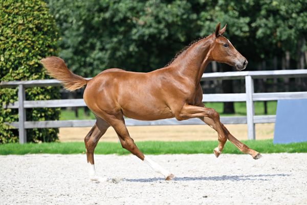 70 Excellentia By Nature Z 70 Excellentia By Nature Z