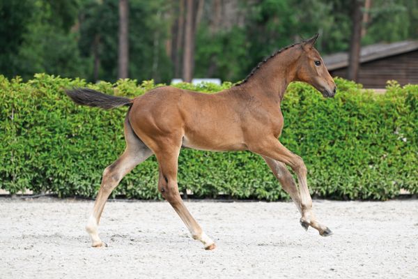 56 Belle de Fee Sauveniere Z 56 Belle de Fee Sauveniere Z